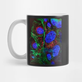 Cell biology art - nucleus and mitochondria - immune histology fluorescence Mug